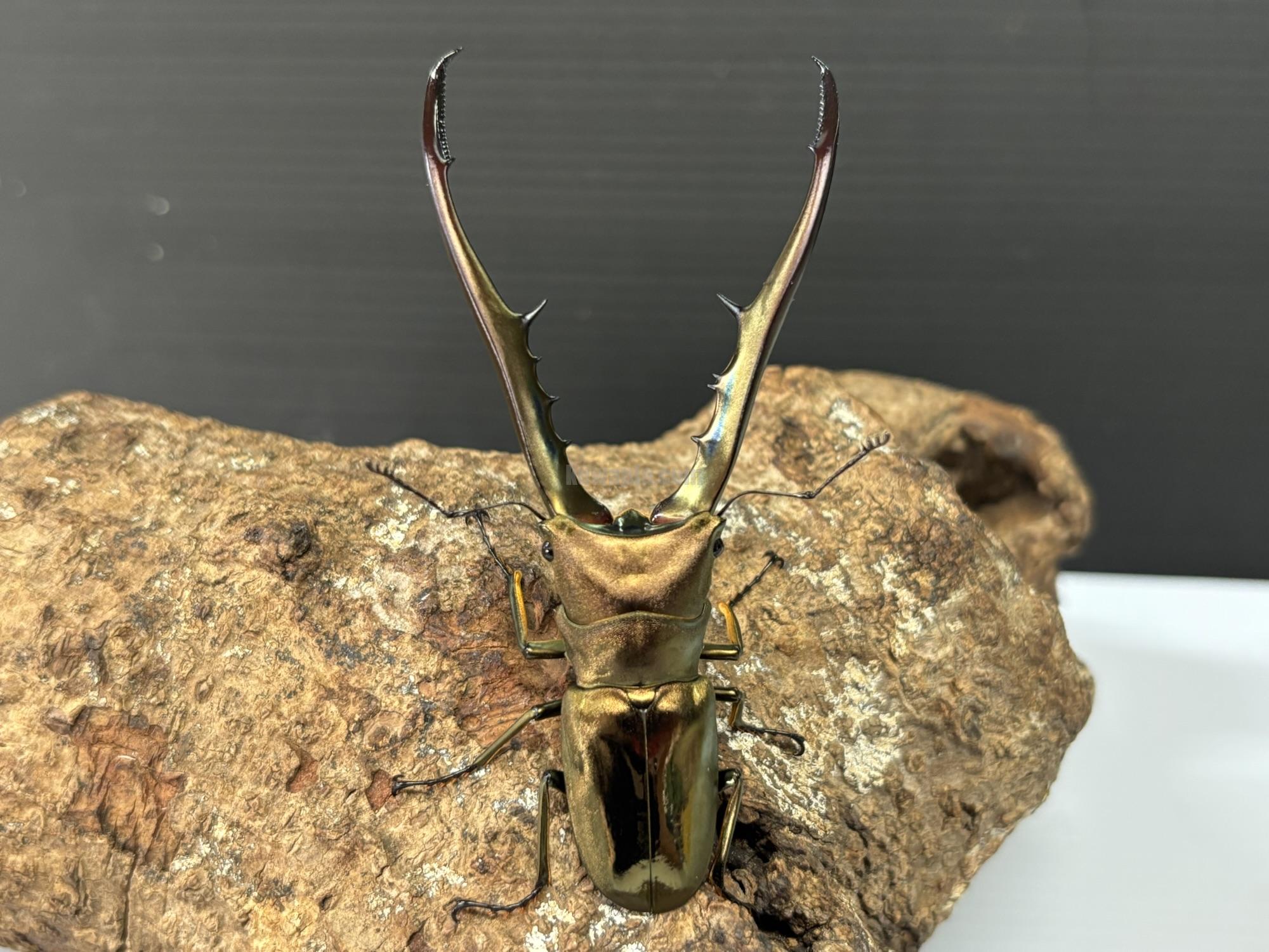 メタリフェルホソアカクワガタ♂72〜78mmペア3頭＋おまけ 美麗】《メタリフェルホソアカ亜種finae 73mm ペア》わたくわ氏