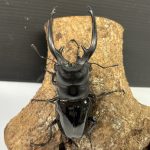 インターメディア0196