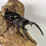 インターメディア0196