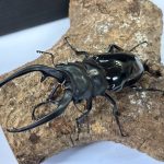 インターメディア0196