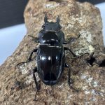 インターメディア0196