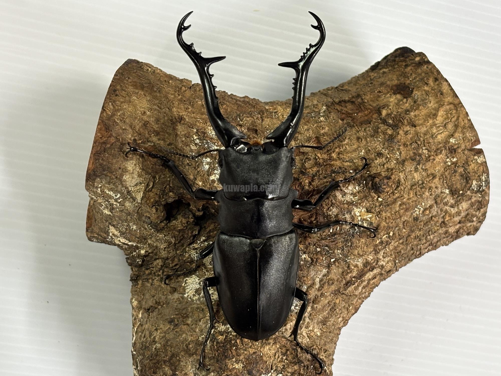 ギラファノコギリクワガタ(ケイスケ)ペア | くわかぶプラネット