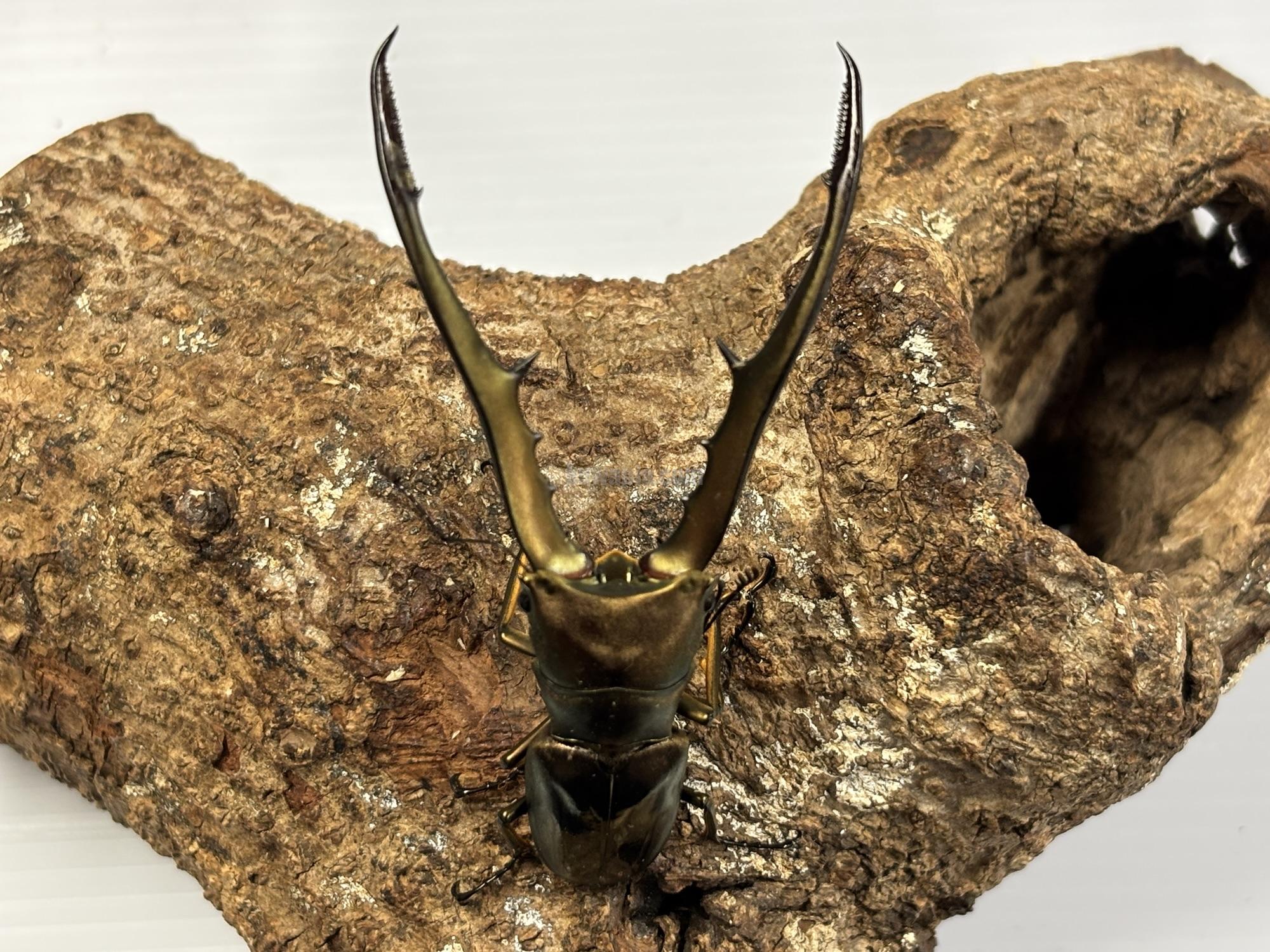 メタリフェルホソアカクワガタ♂72〜78mmペア3頭＋おまけ 美麗】《メタリフェルホソアカ亜種finae 73mm ペア》わたくわ氏