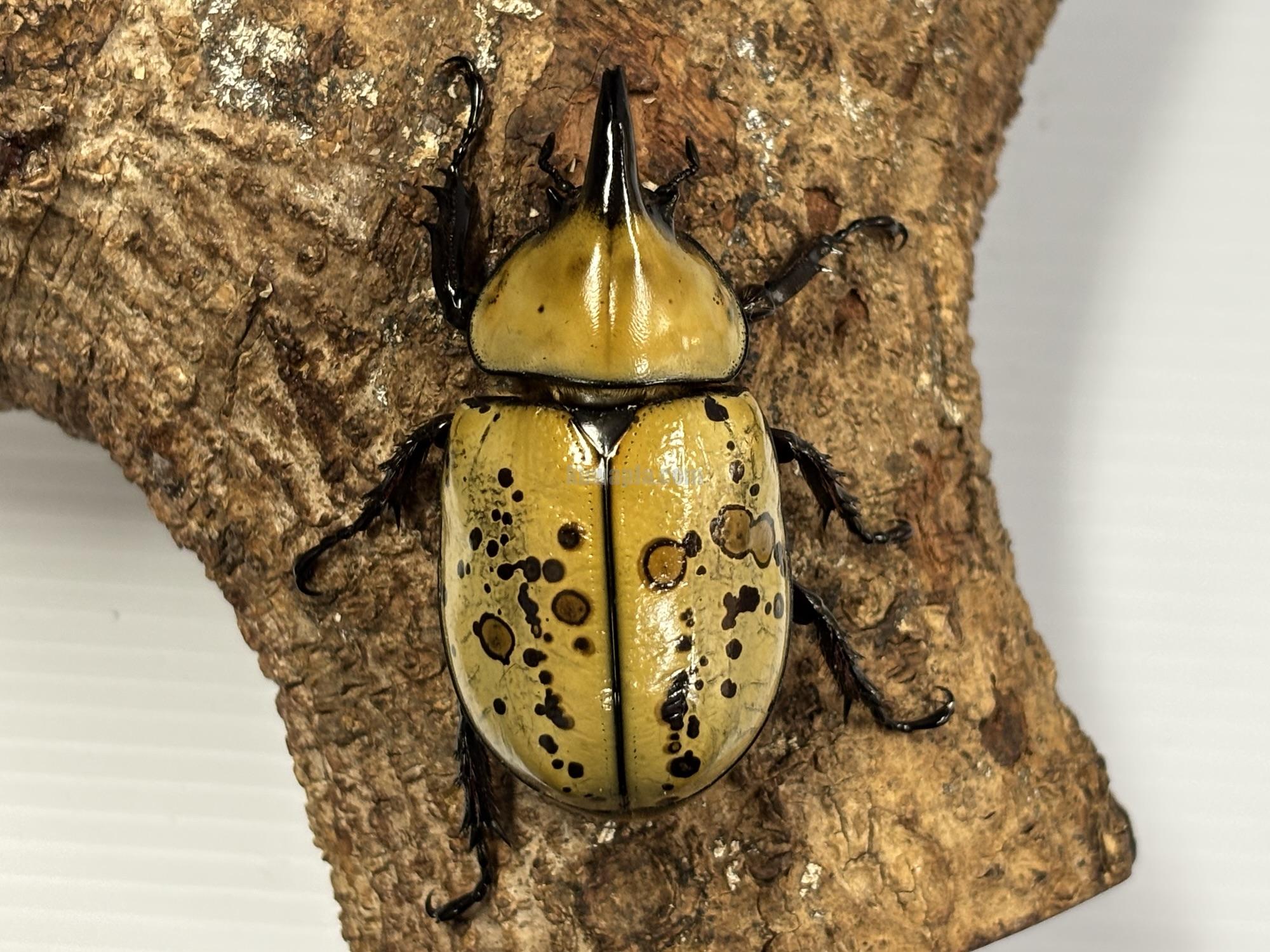 ティティウスシロカブト ペアB品 ティティウスシロカブトペア | くわかぶプラネット