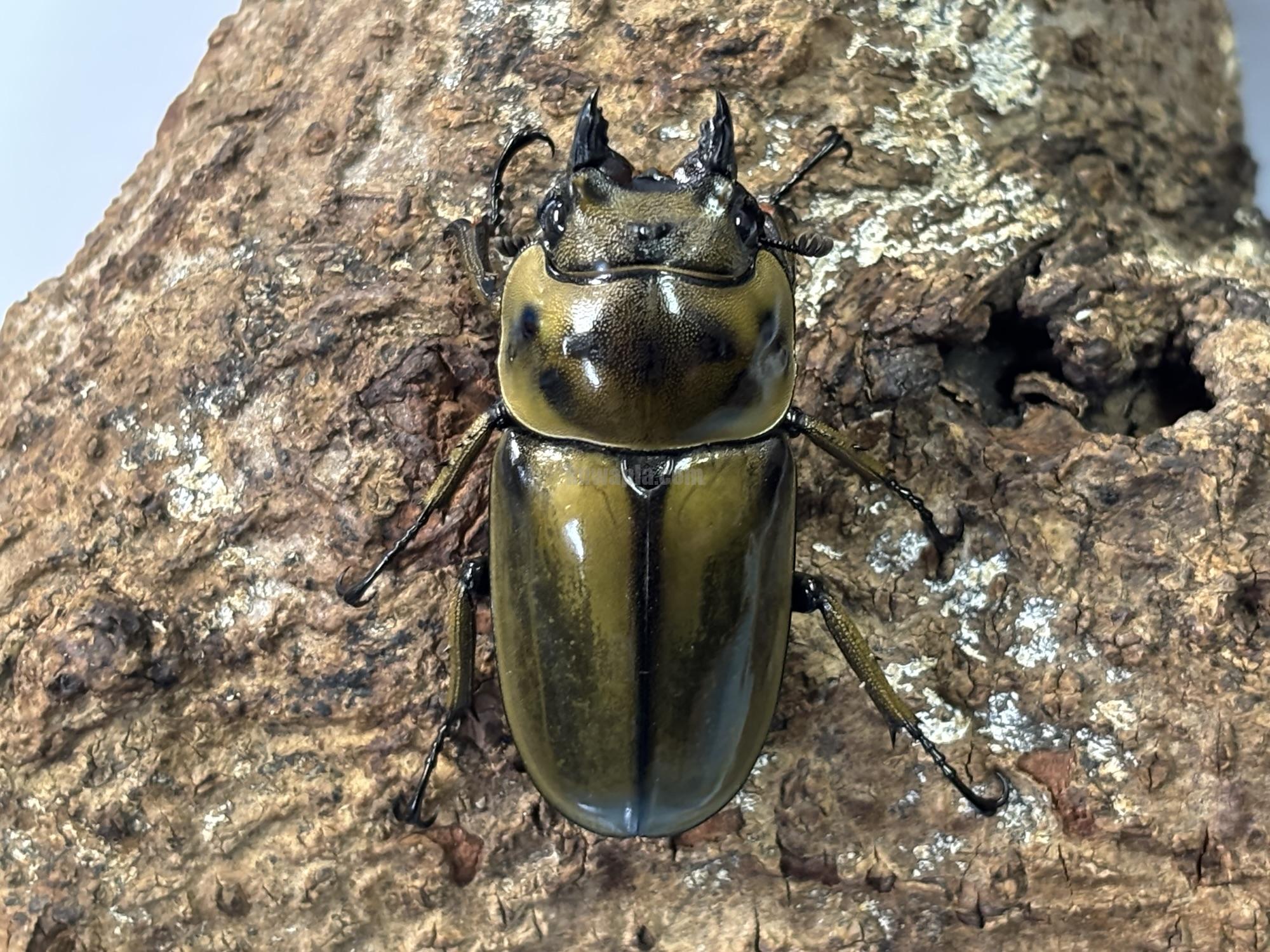◆ババオウゴンオニクワガタ♂１頭 ババオウゴンオニクワガタ♂54〜55mm♀FREE 成虫ペア : 昆虫専門店