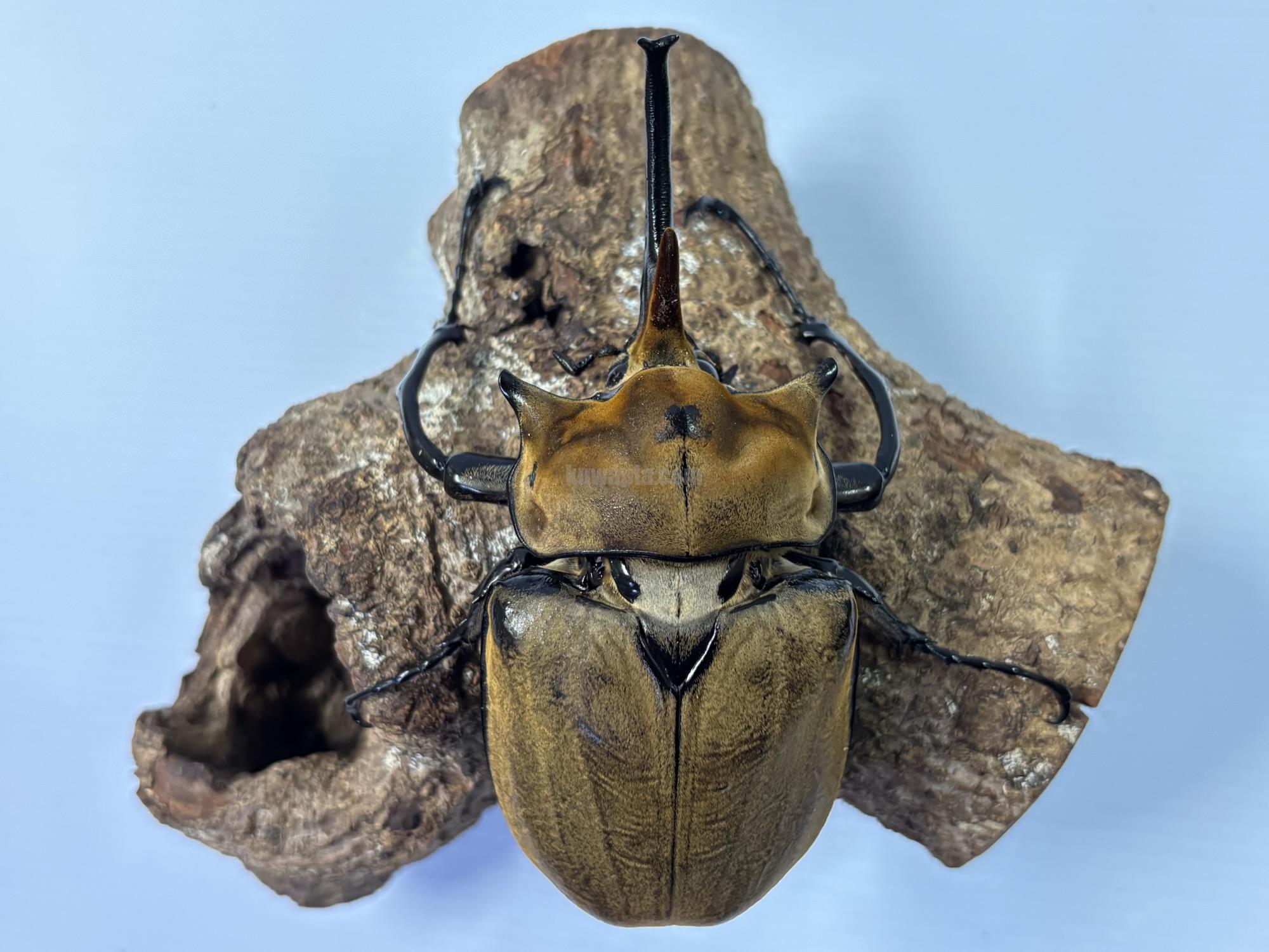 【HiЯ∅】エレファスゾウカブト♂♀ペア　標本 HiЯ∅】エレファスゾウカブト♂♀ペア 標本 HiЯ∅】エレファス