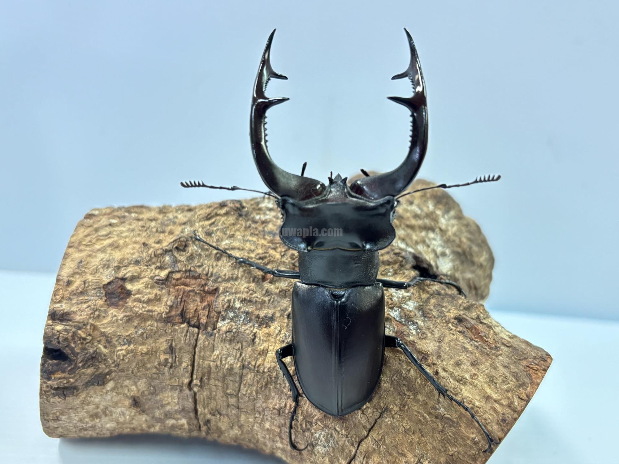 アクベシアヌスミヤマクワガタペア | くわかぶプラネット