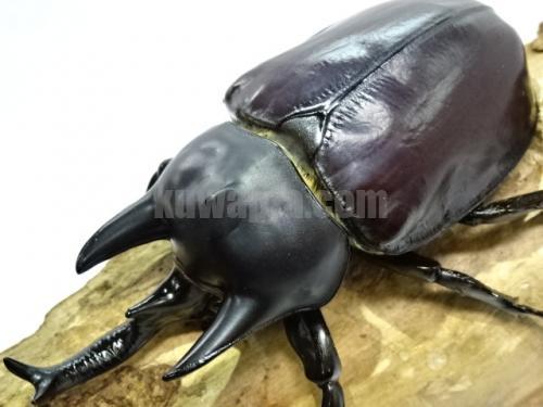 ウカヤリ産】レックスゾウカブト(luceati)3令幼虫ペア | くわかぶ