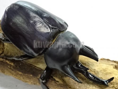 レックスゾウカブト幼虫ペアでの販売 レア産地【3齢幼虫ペア】レックスゾウカブト エクアドル ナポ ミサワジ