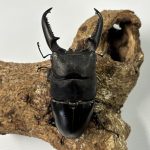 大型パラワン幼虫