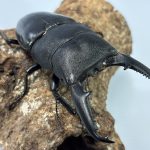 大型パラワン幼虫