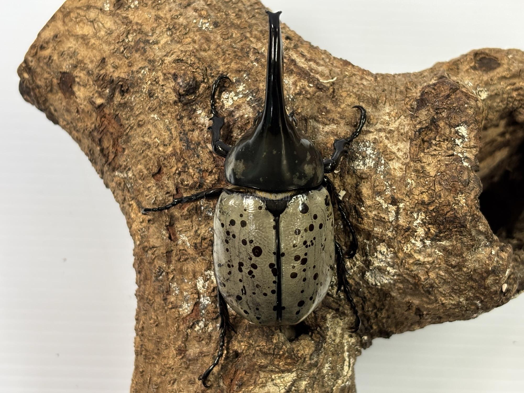 グラントシロカブトペア グラントシロカブト ペア幼虫 - クワガタ横丁