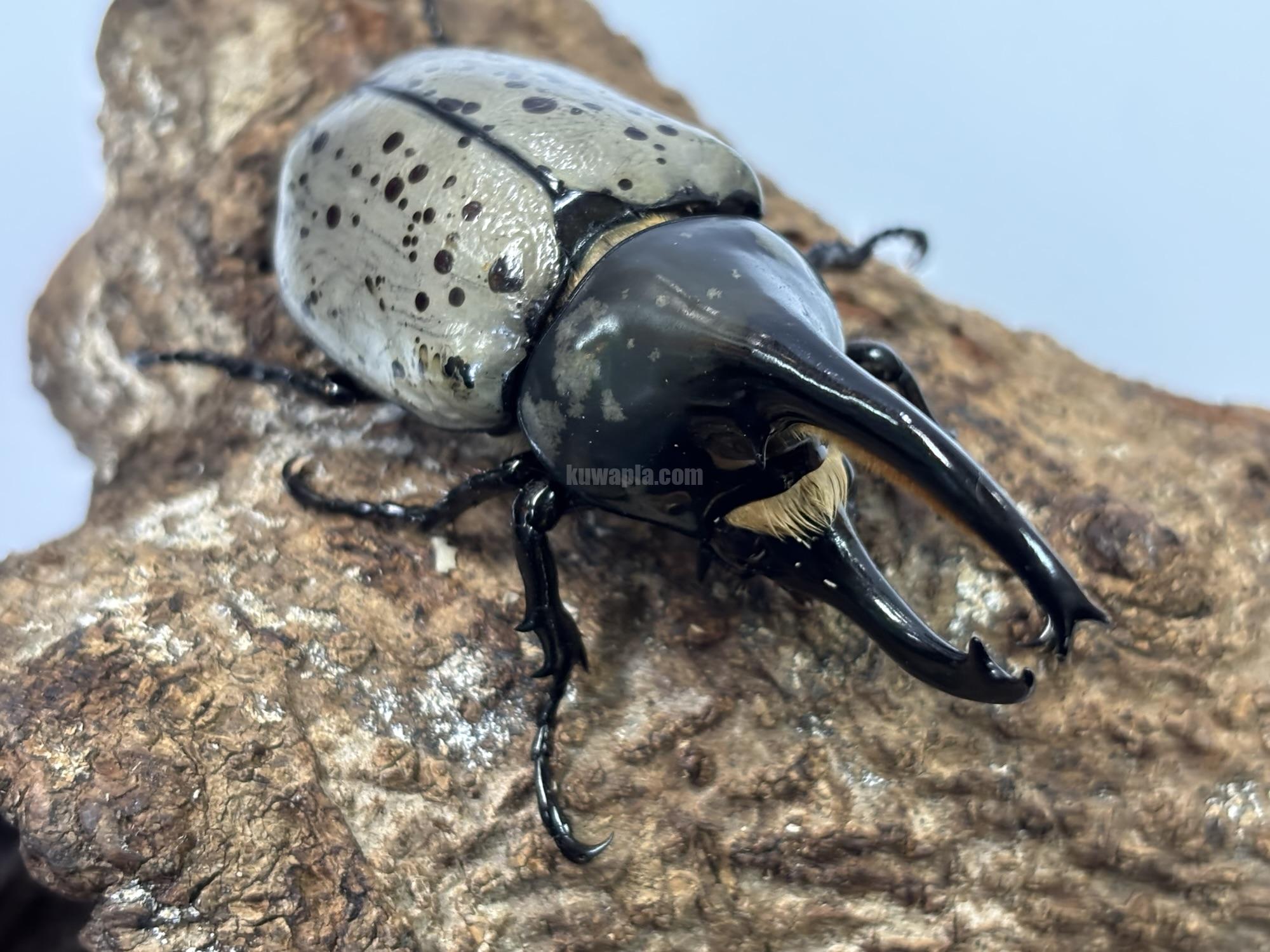 グラントシロカブトペア グラントシロカブト成虫ペア カブト界のアイドル♪ | D.D.A ism