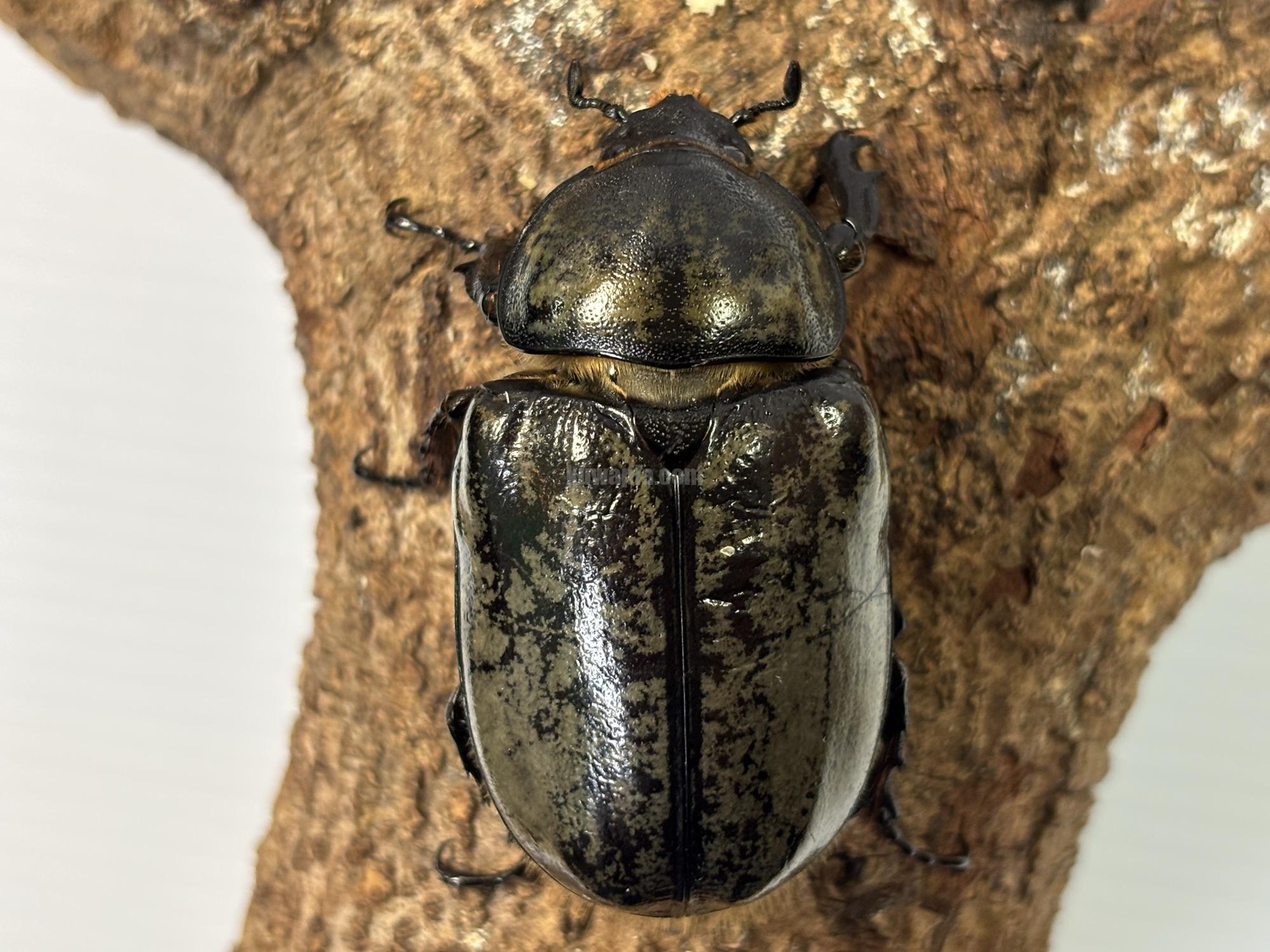 グラントシロカブトペア | くわかぶプラネット