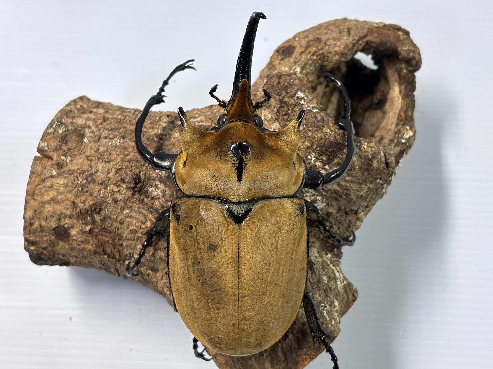 イイジマゾウカブトペア（1♂2♀トリオ） | くわかぶプラネット