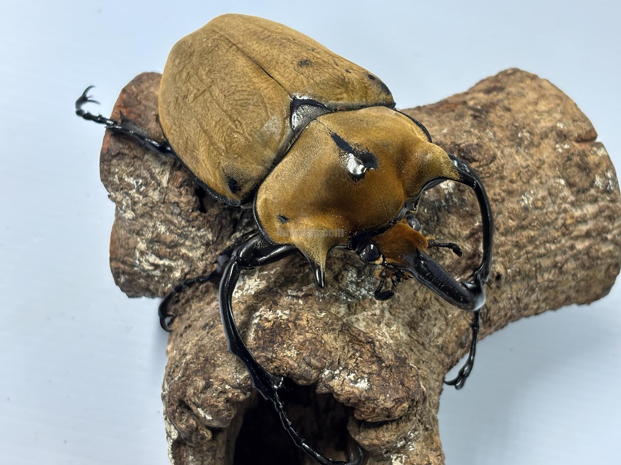 イイジマゾウカブトペア（1♂2♀トリオ） | くわかぶプラネット