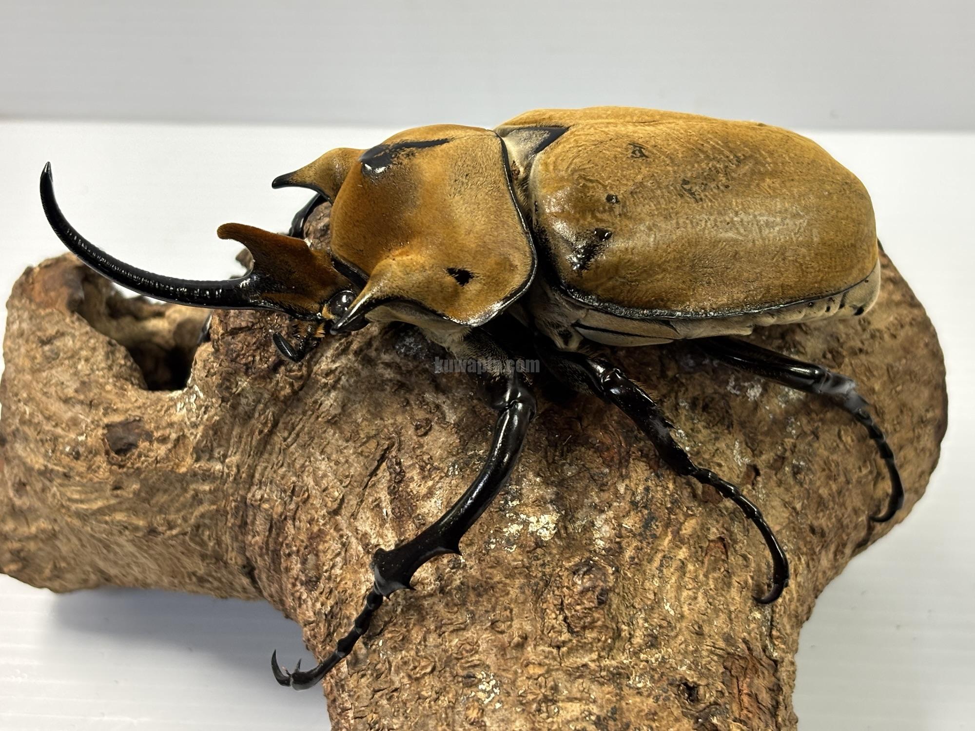 イイジマゾウカブトペア（1♂2♀トリオ） | くわかぶプラネット