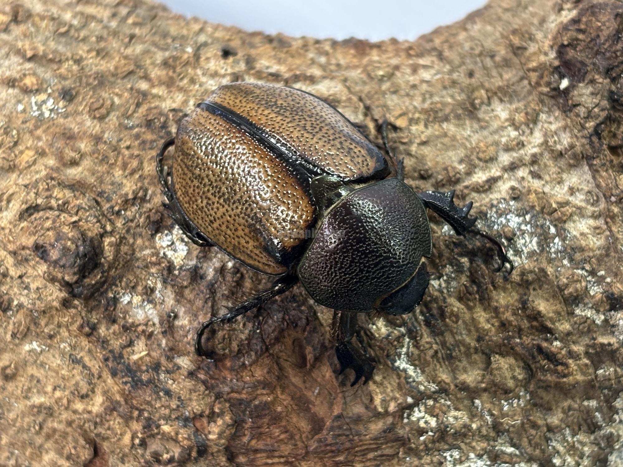 マンネレイヒナカブト♀単品 | くわかぶプラネット