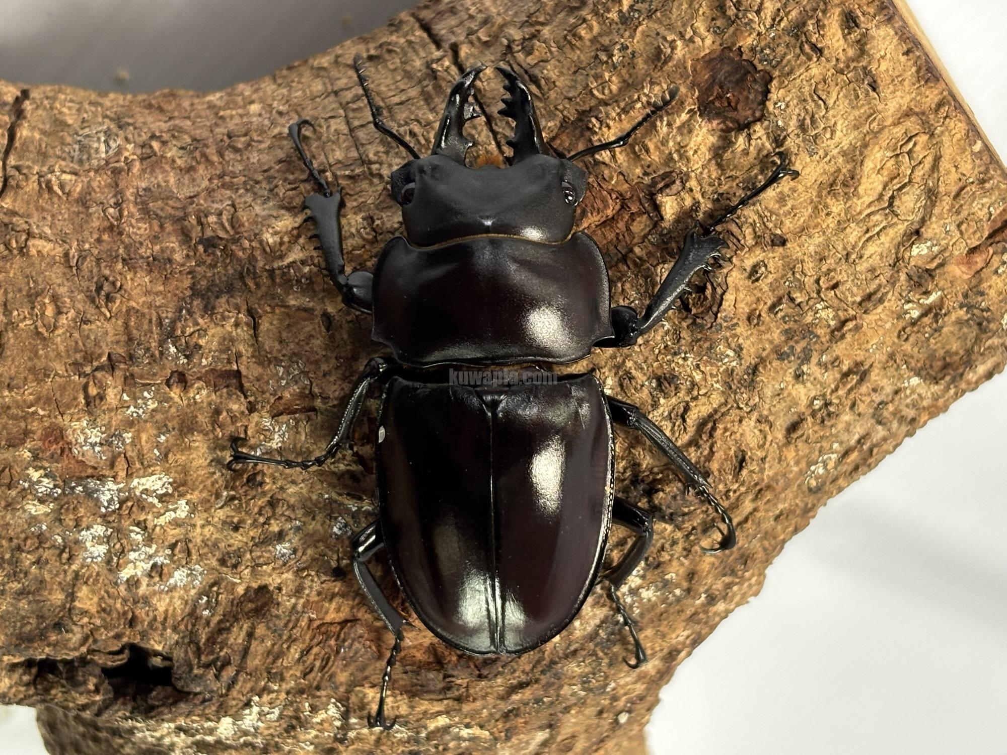 ヤエヤママルバネクワガタペア | くわかぶプラネット