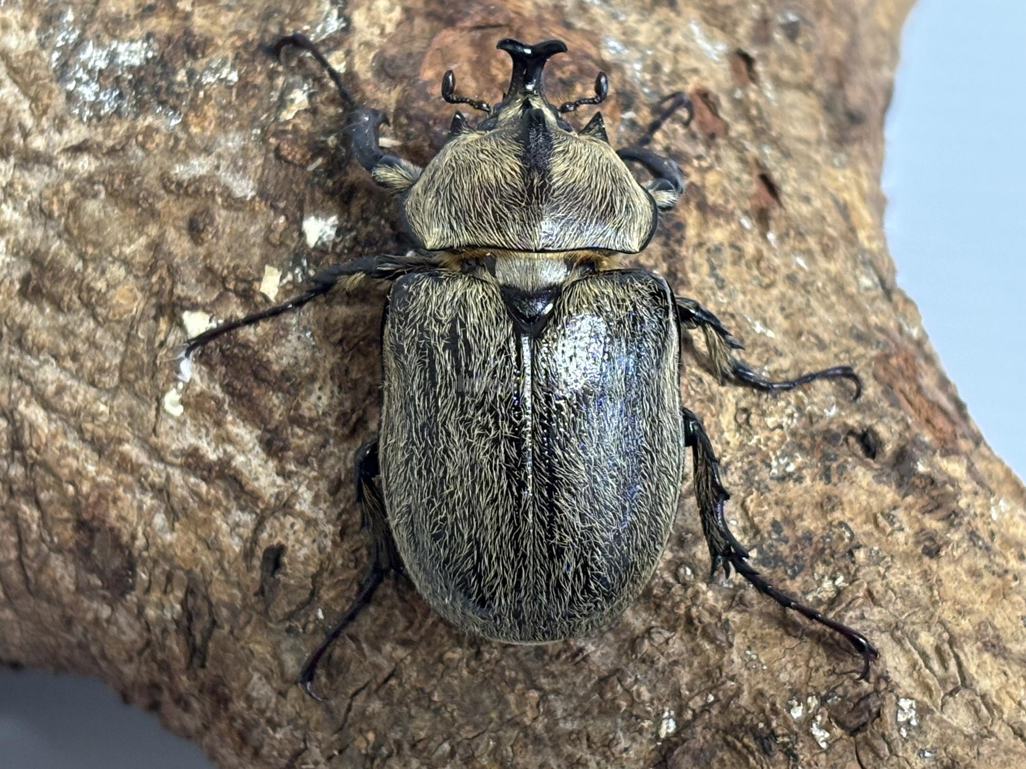 ボグティヒメゾウカブトペア | くわかぶプラネット