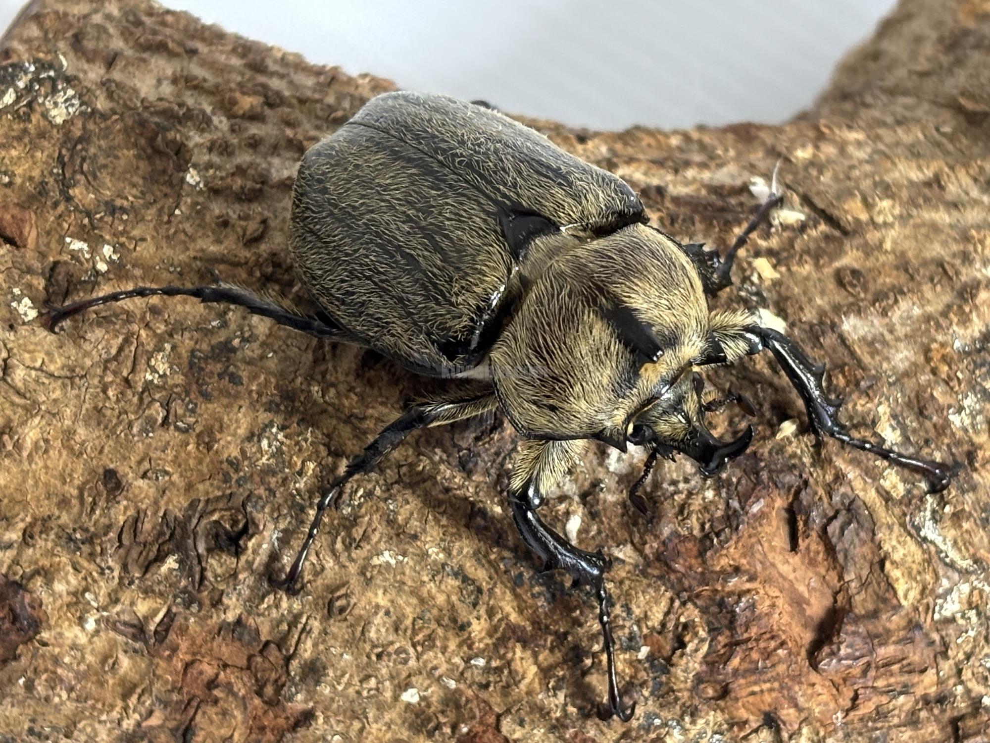 ボグティヒメゾウカブトペア | くわかぶプラネット