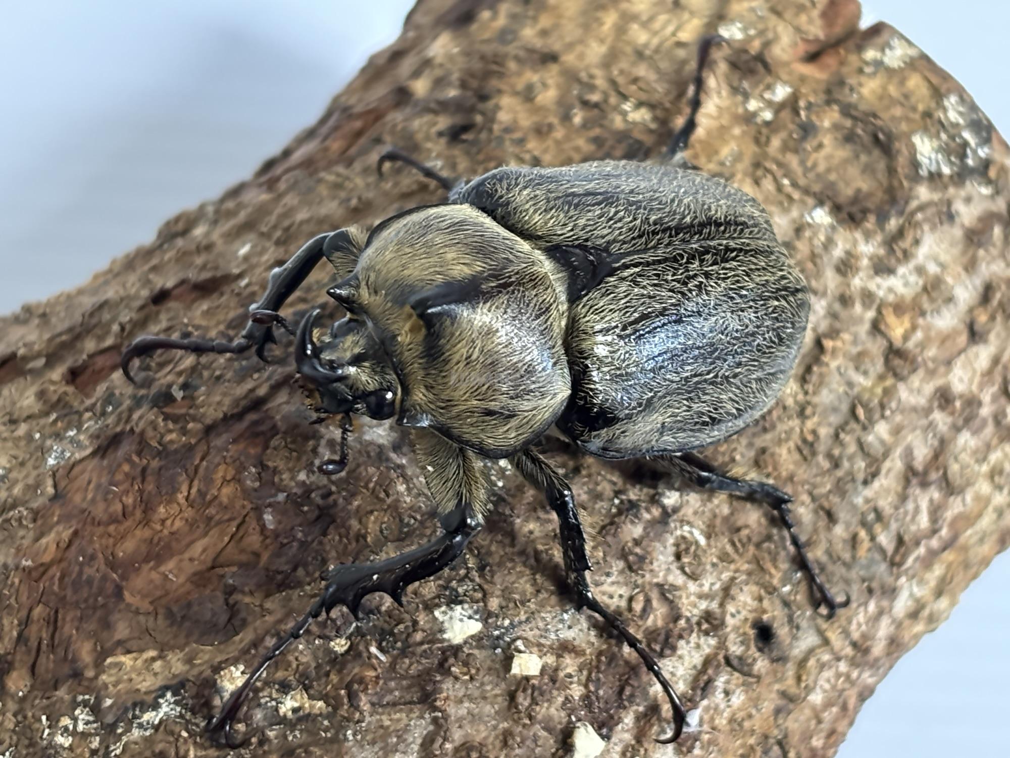 ボグティヒメゾウカブトペア | くわかぶプラネット