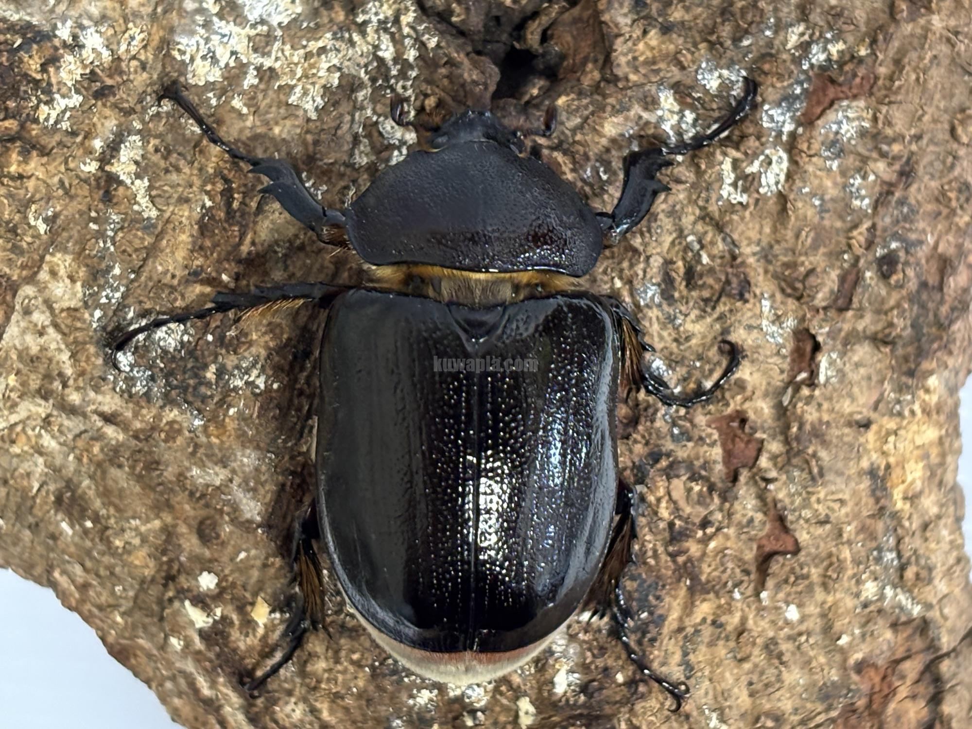 ボグティヒメゾウカブトペア | くわかぶプラネット