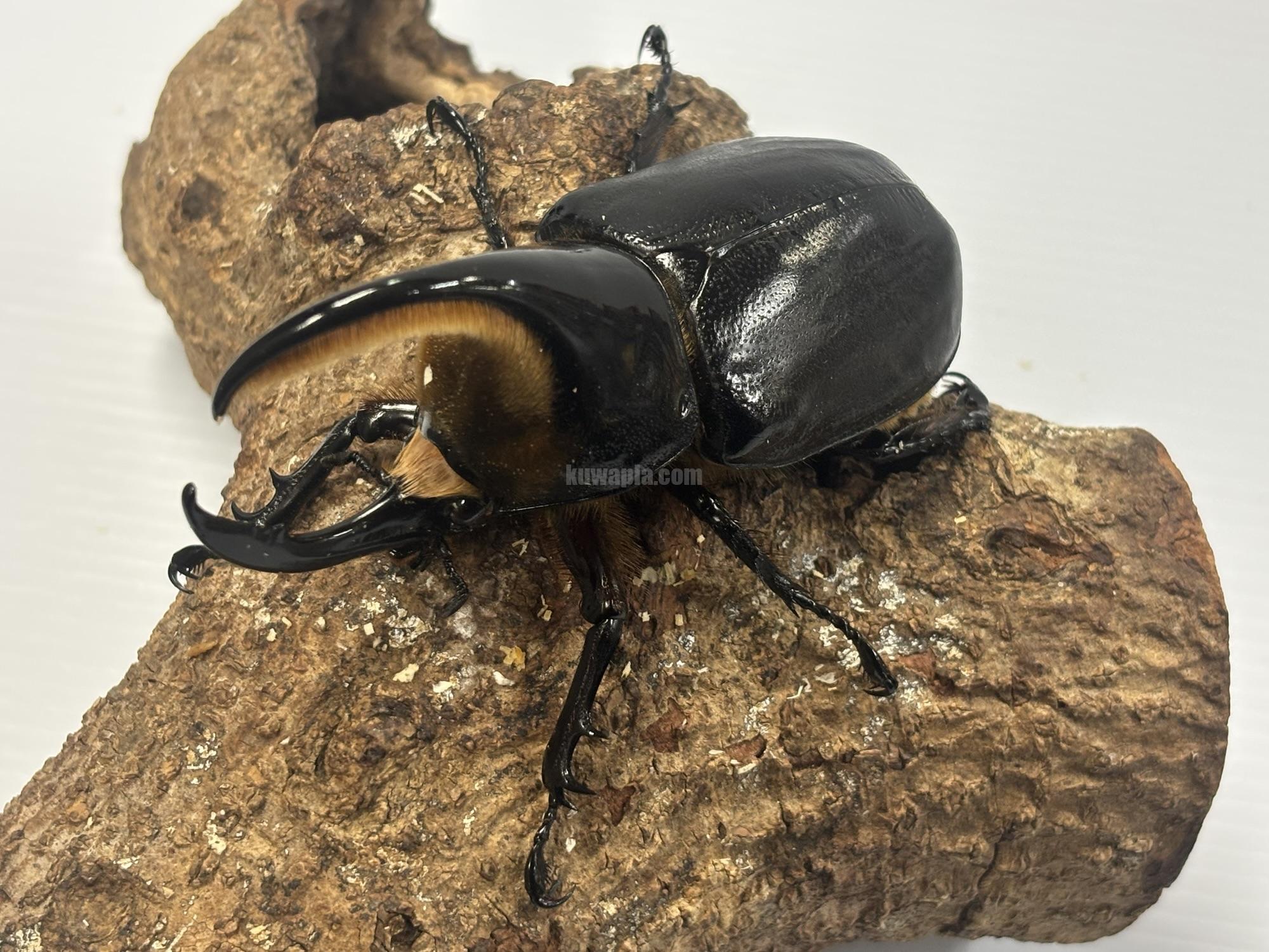 サタンオオカブトペア | くわかぶプラネット