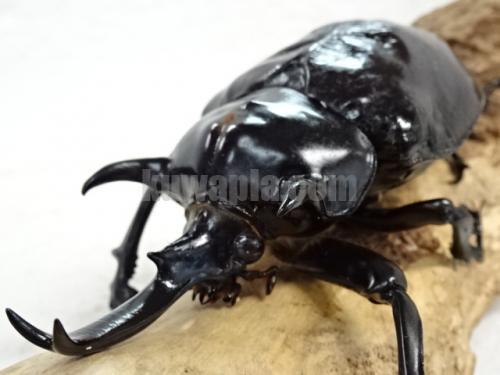 マルスゾウカブト幼虫 | くわかぶプラネット