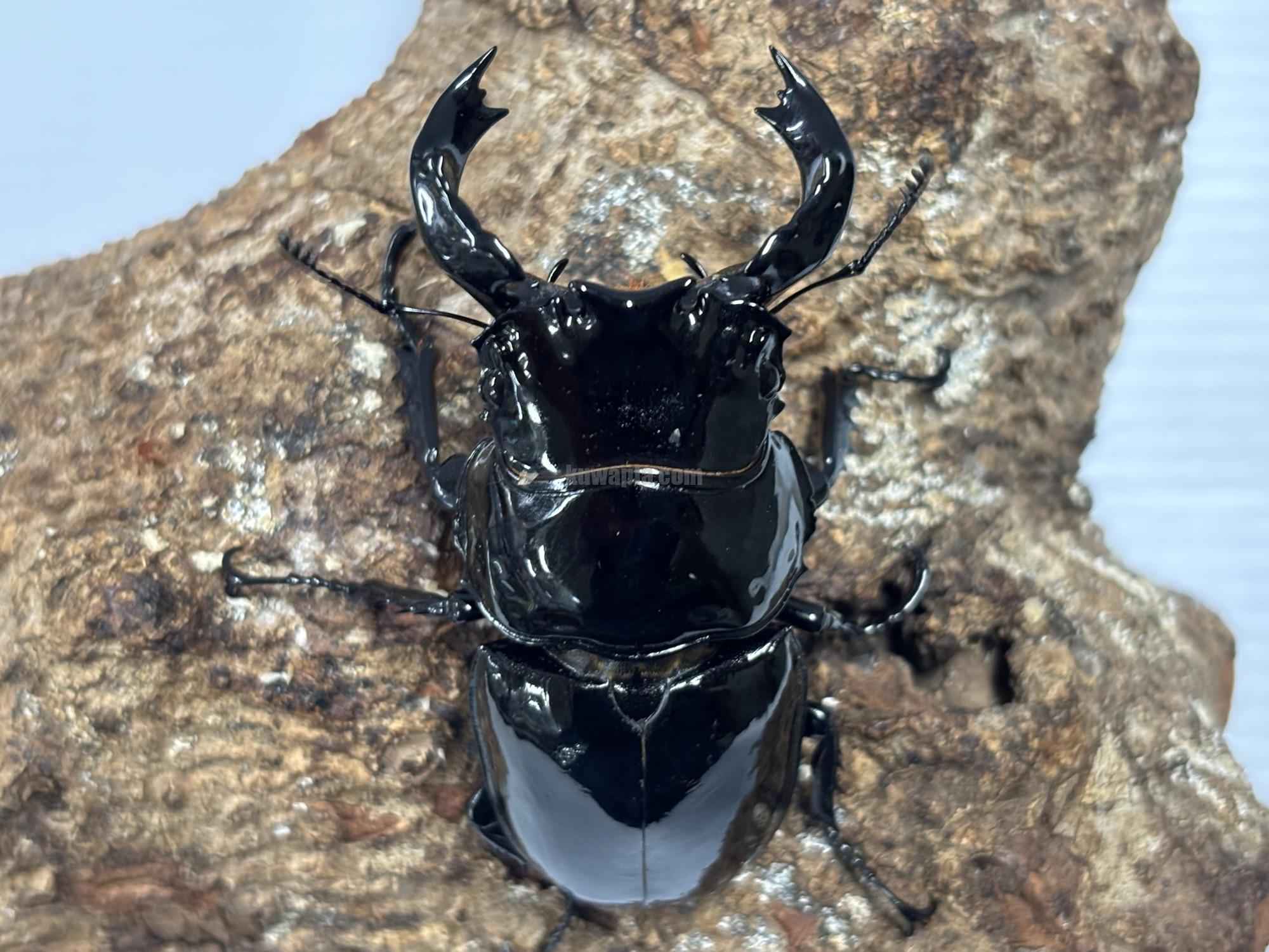 タランドゥスオオツヤクワガタトリオ | くわかぶプラネット