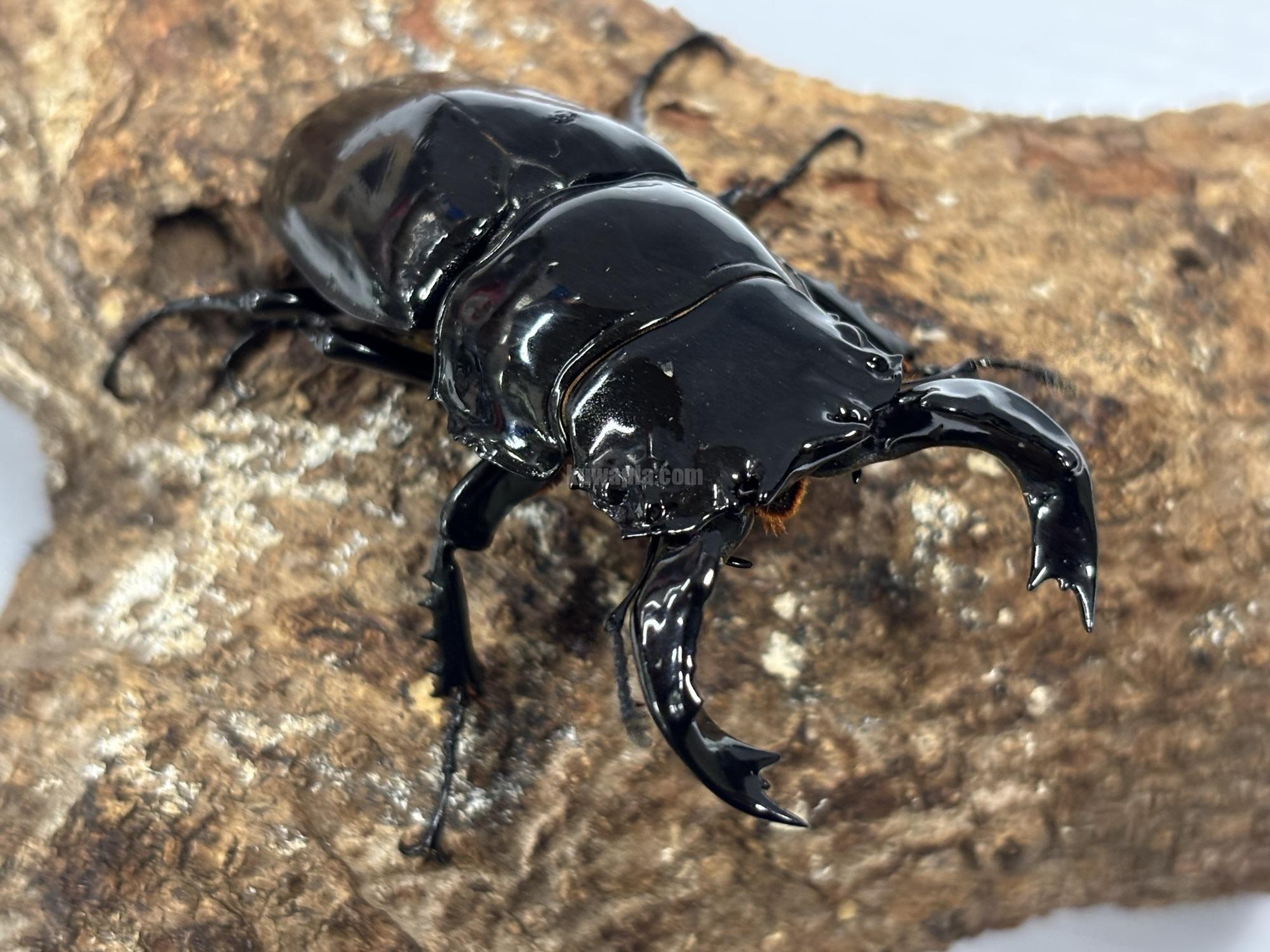 タランドゥスオオツヤクワガタトリオ | くわかぶプラネット タランドゥスオオツヤクワガタトリオ | くわかぶプラネット