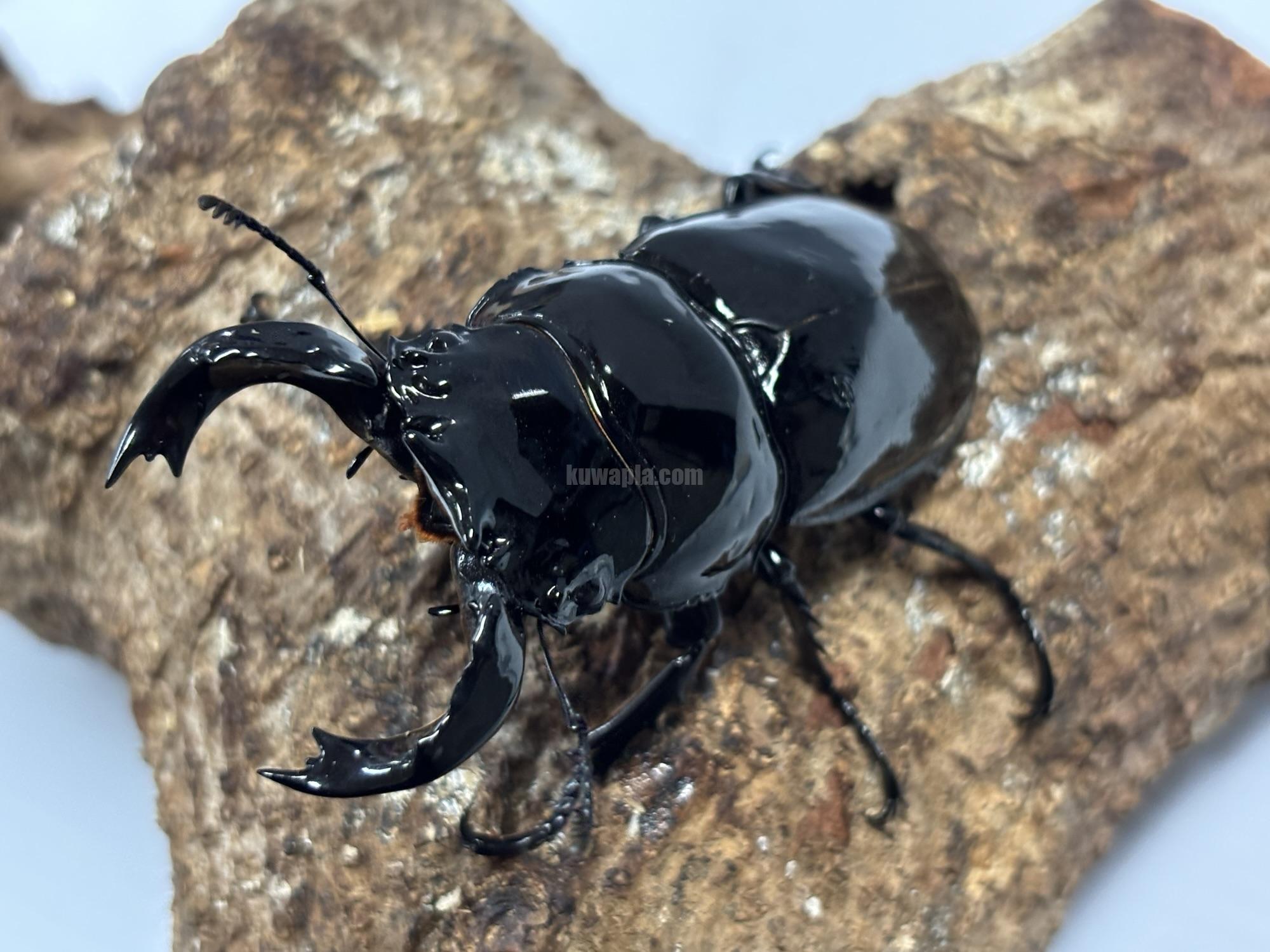 最終値下げ タランドゥスオオツヤクワガタ 91mmトリオ 【公式通販】