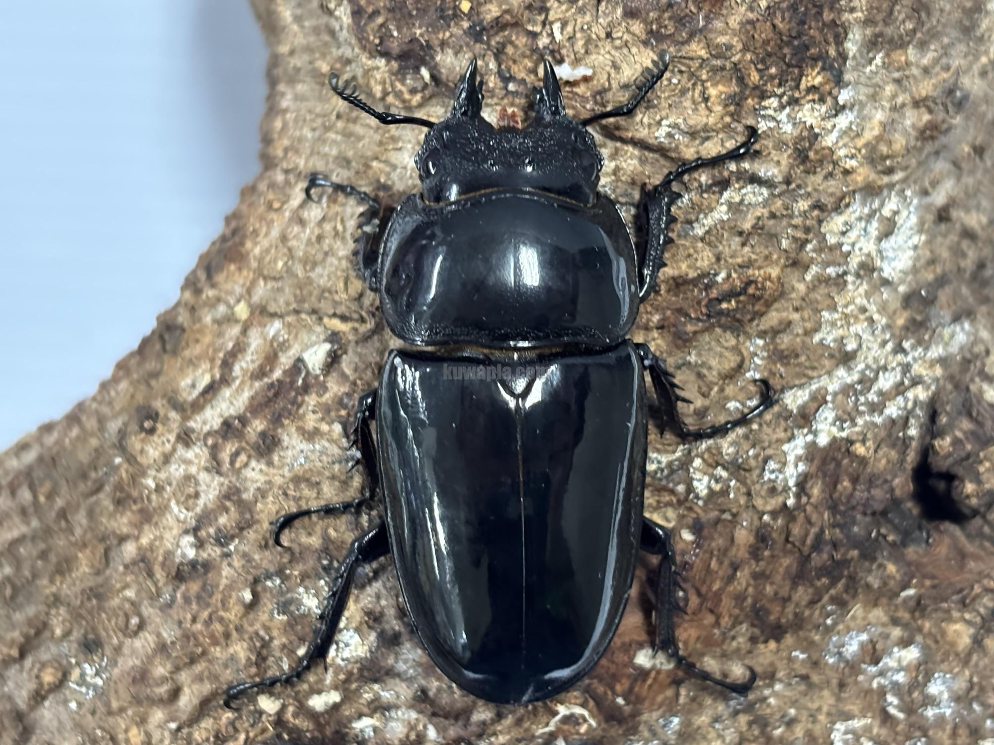 タランドゥスオオツヤクワガタトリオ | くわかぶプラネット
