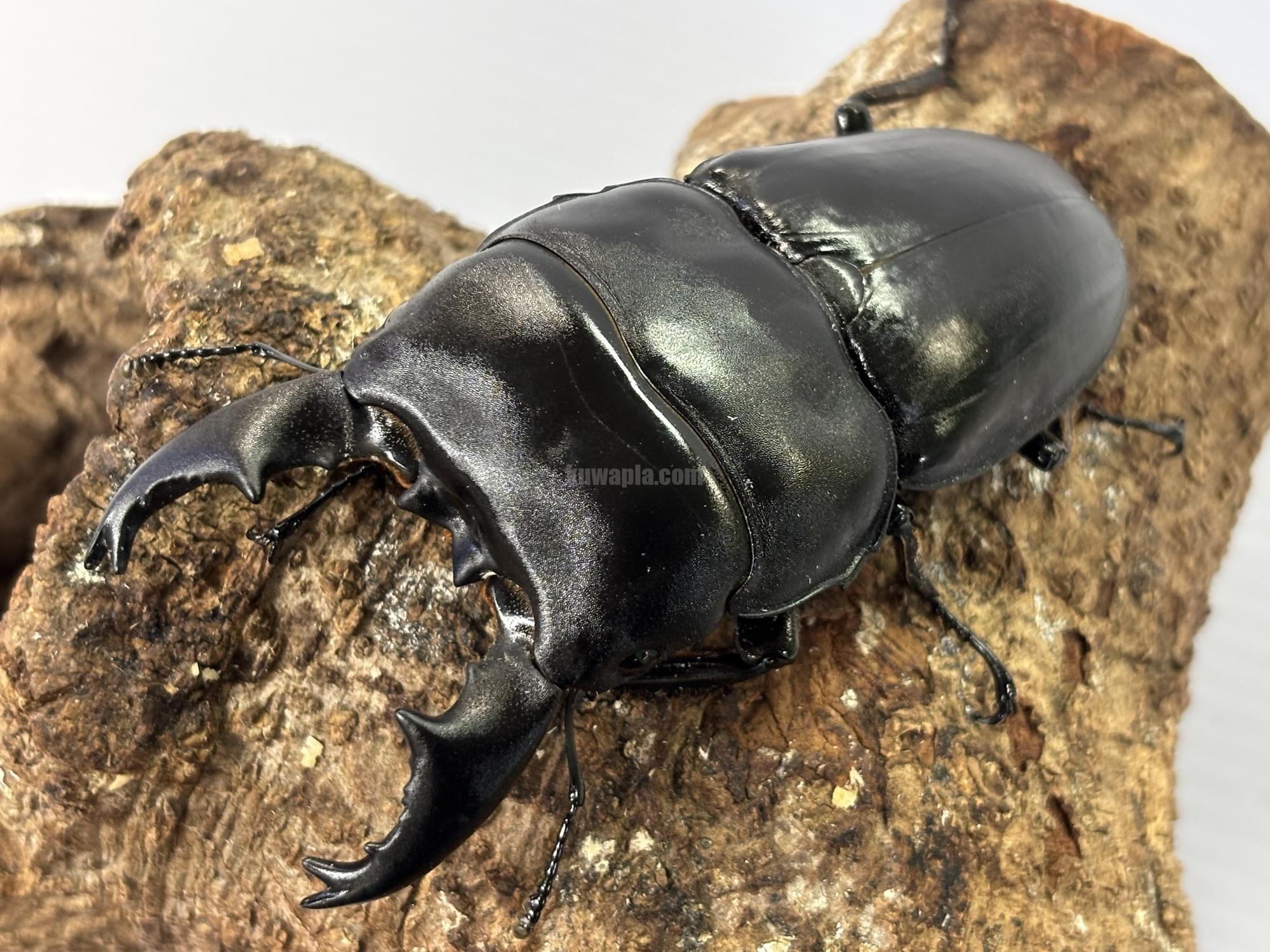 アルキデスヒラタクワガタ　　ペア　シロヘリオオツノカナブン　ペア　 アルキデスヒラタクワガタ ペア シロヘリオオツノカナブン ペア