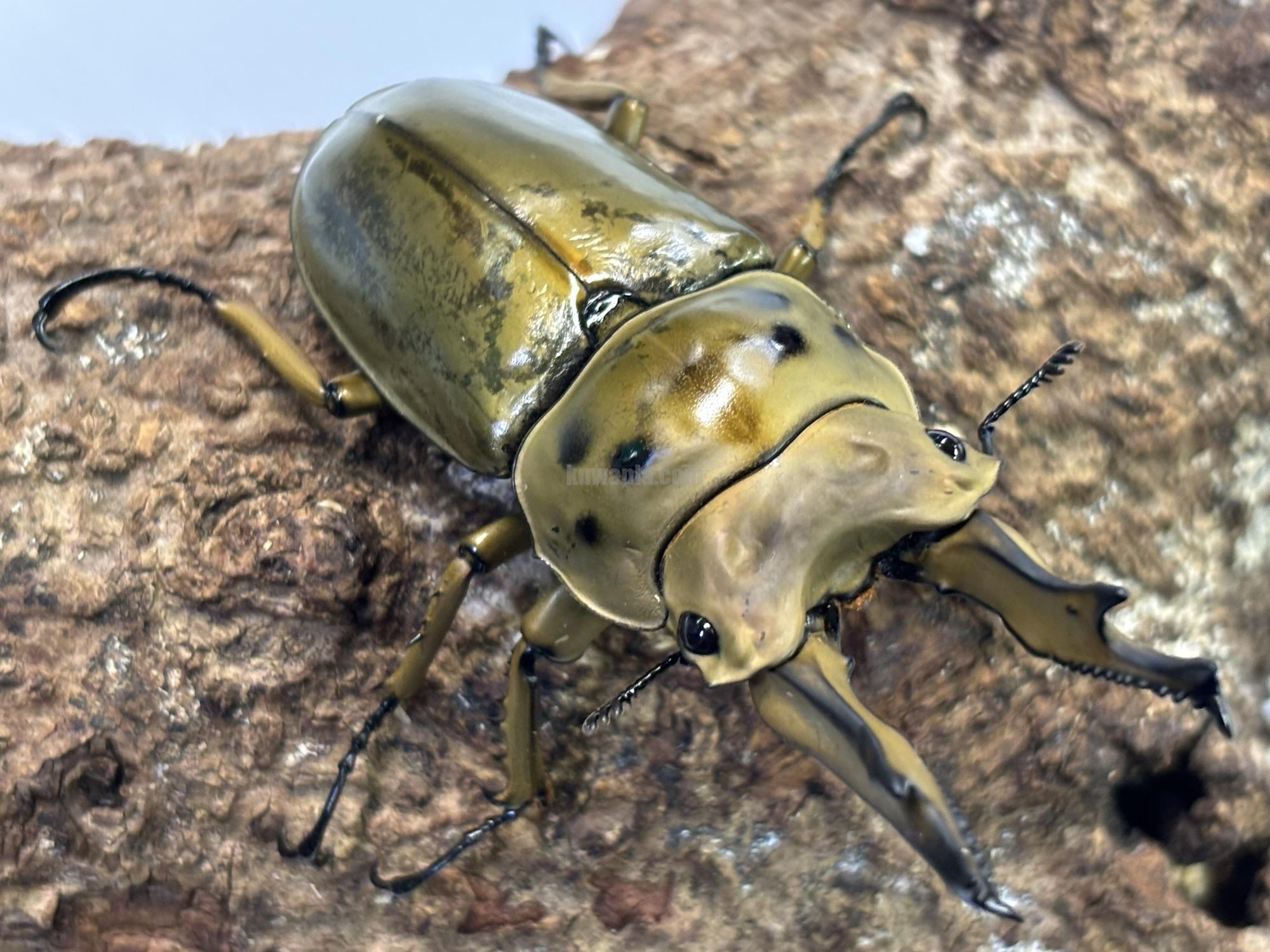 ババオウゴンオニクワガタ | くわかぶプラネット