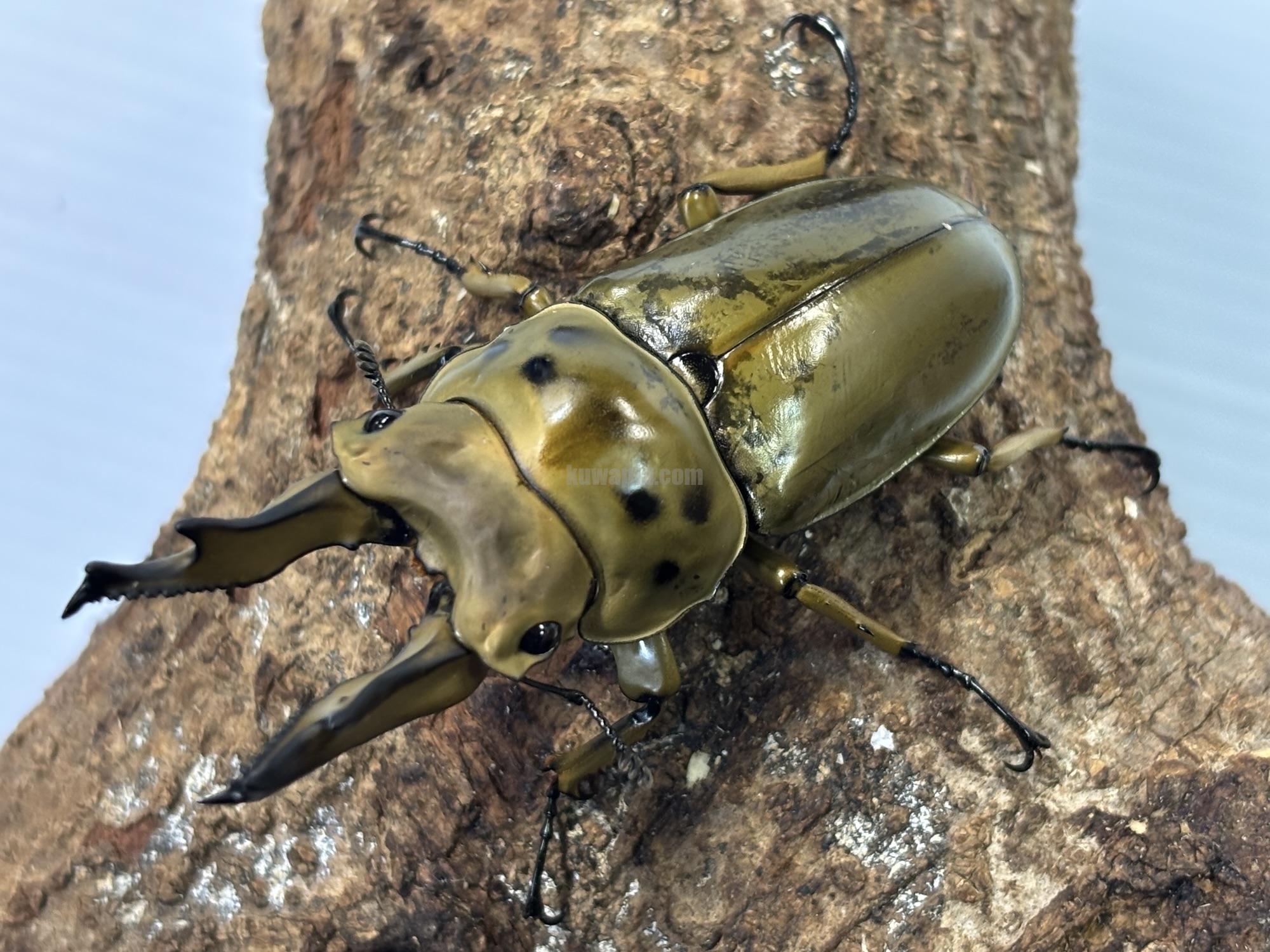 ババオウゴンオニクワガタ | くわかぶプラネット