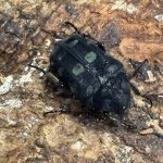 アポキヌ0005
