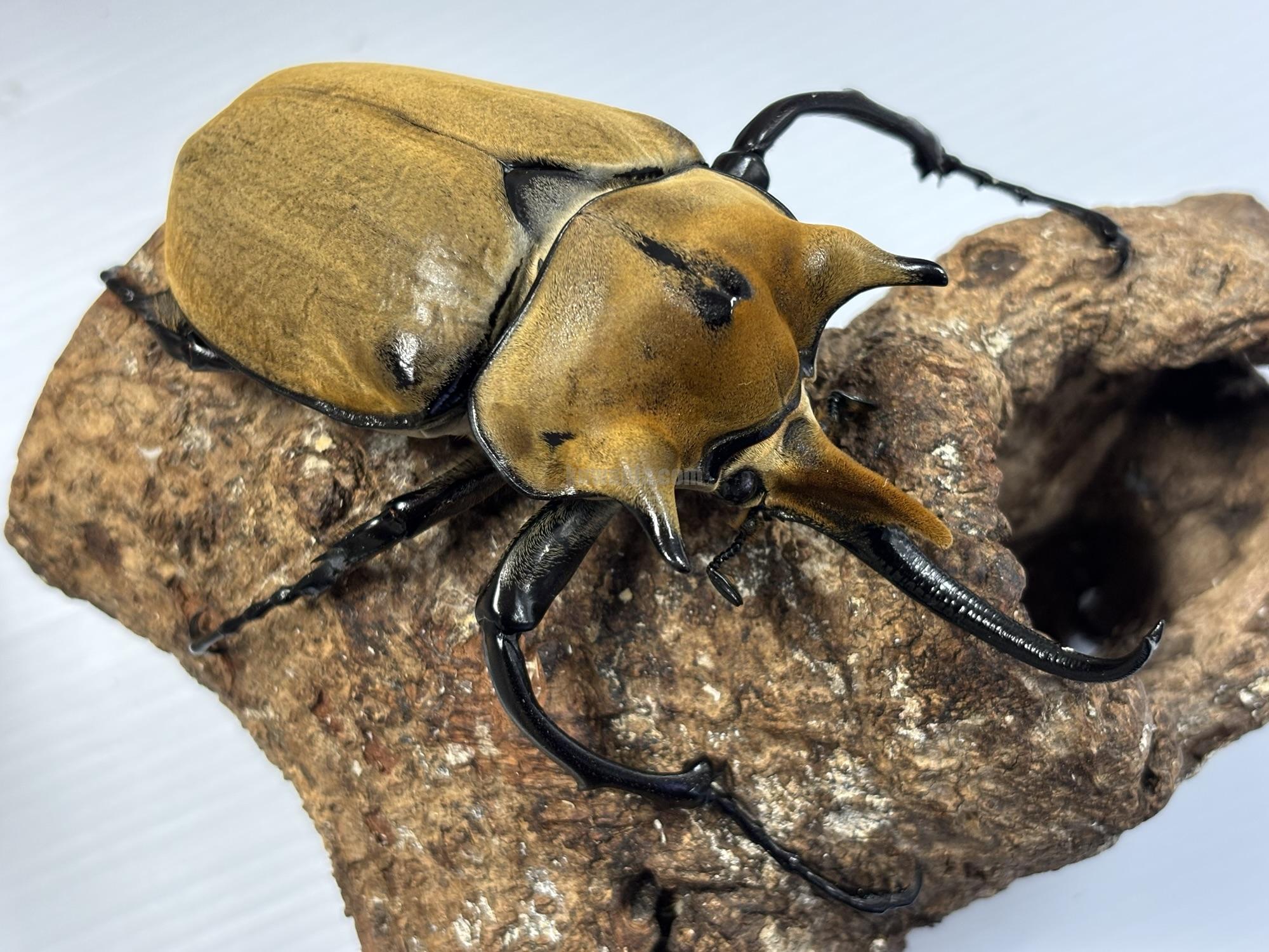 イイジマゾウカブトペア（1♂2♀トリオ） | くわかぶプラネット