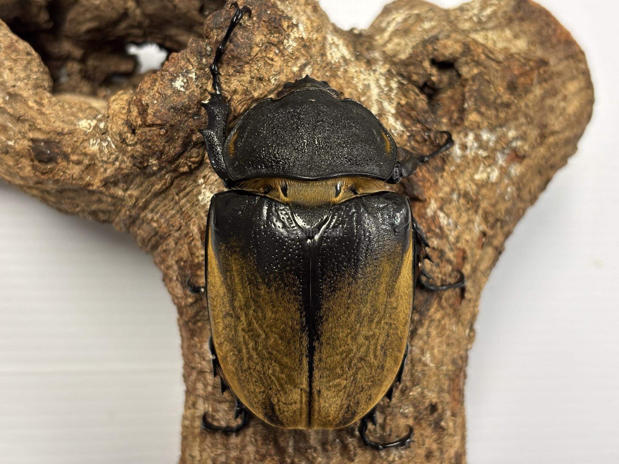 イイジマゾウカブトペア（1♂2♀トリオ） | くわかぶプラネット