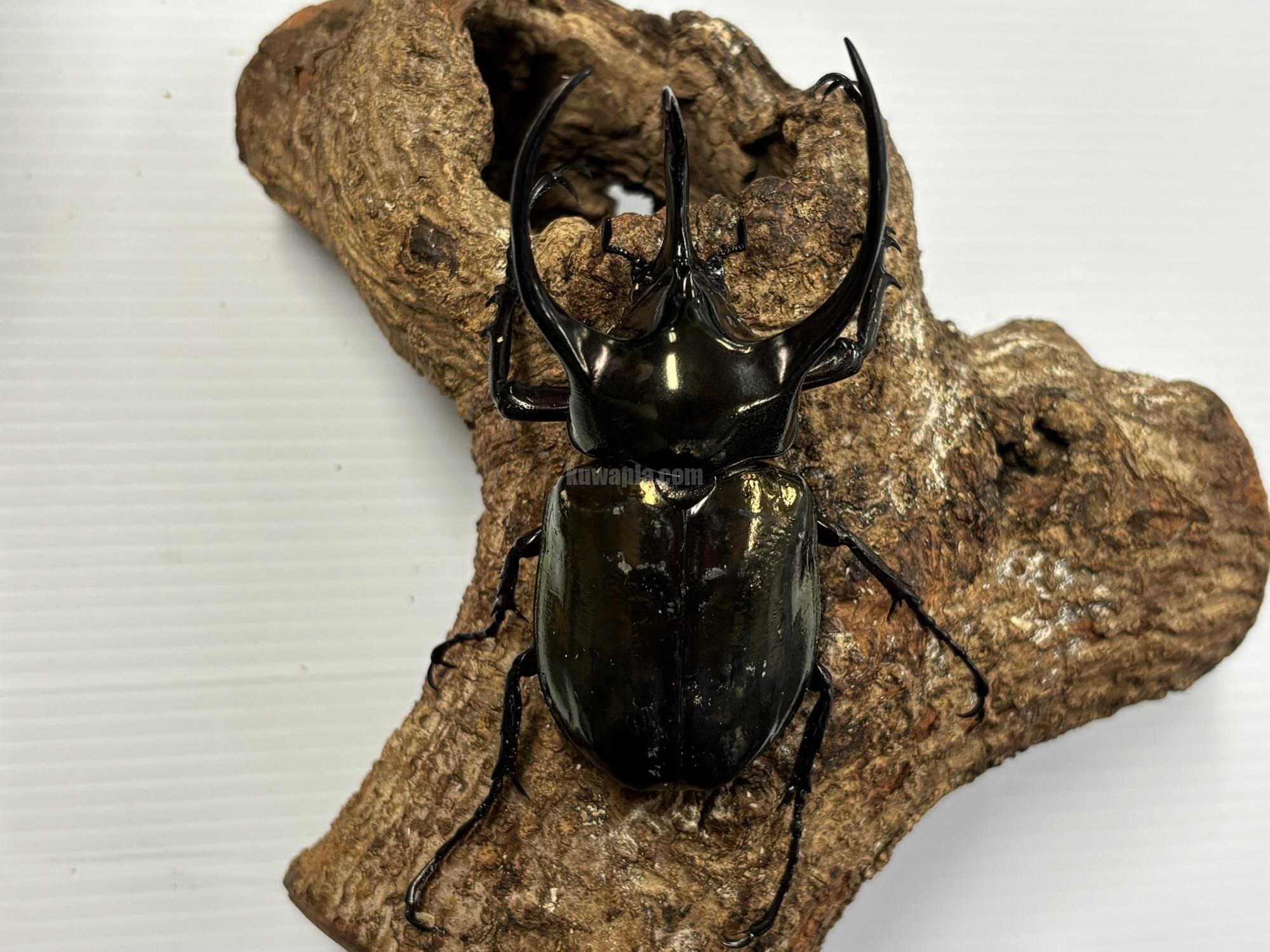 カブトムシ成虫 | くわかぶプラネット