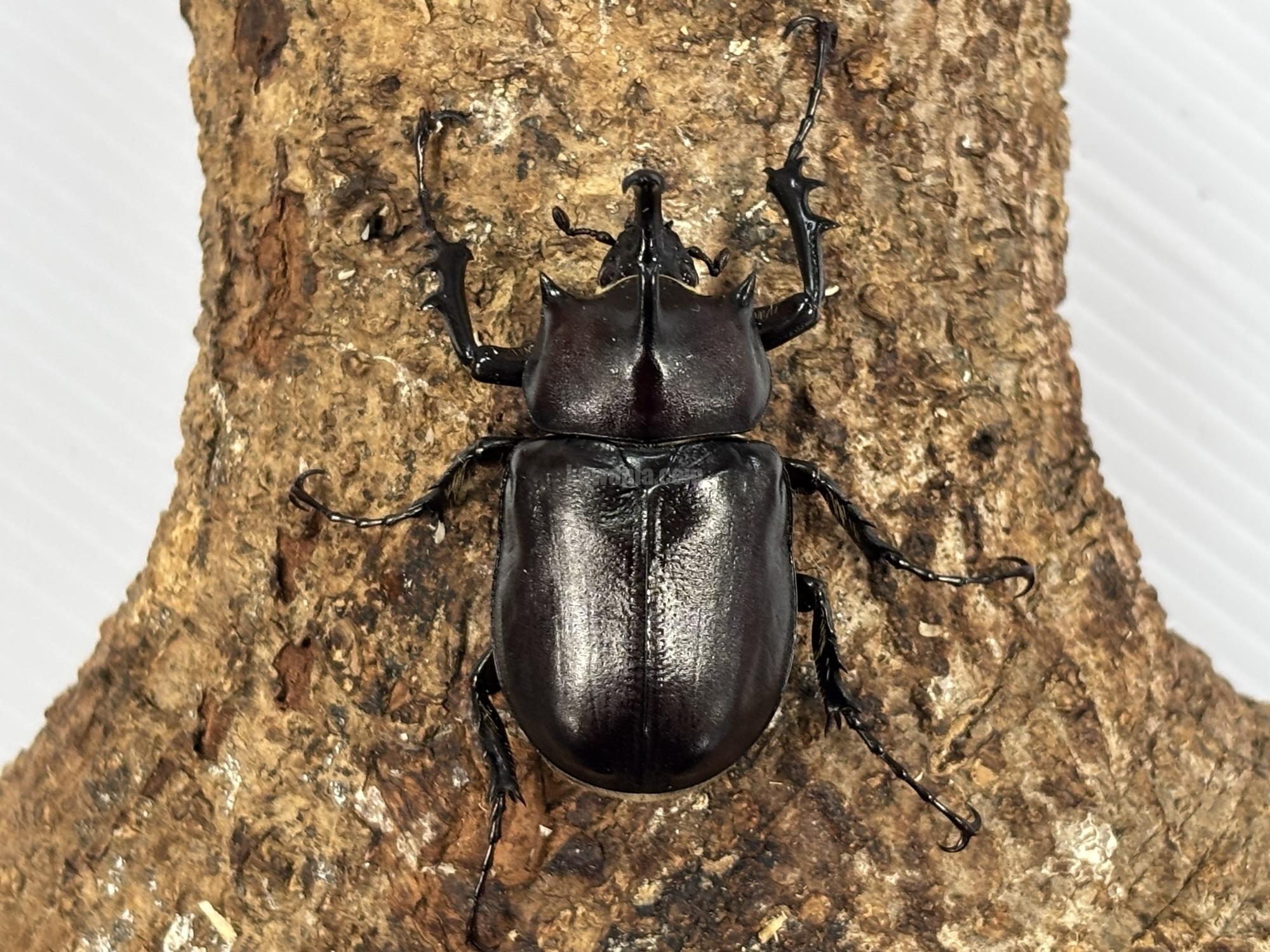 パチェコヒメゾウカブトペア | くわかぶプラネット