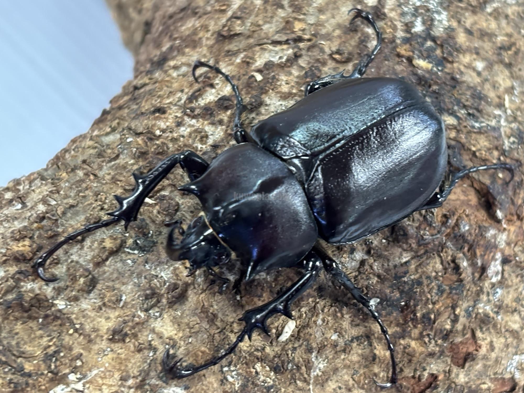 パチェコヒメゾウカブトペア | くわかぶプラネット