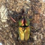 ロドリゲスカブトハナ0014-0032