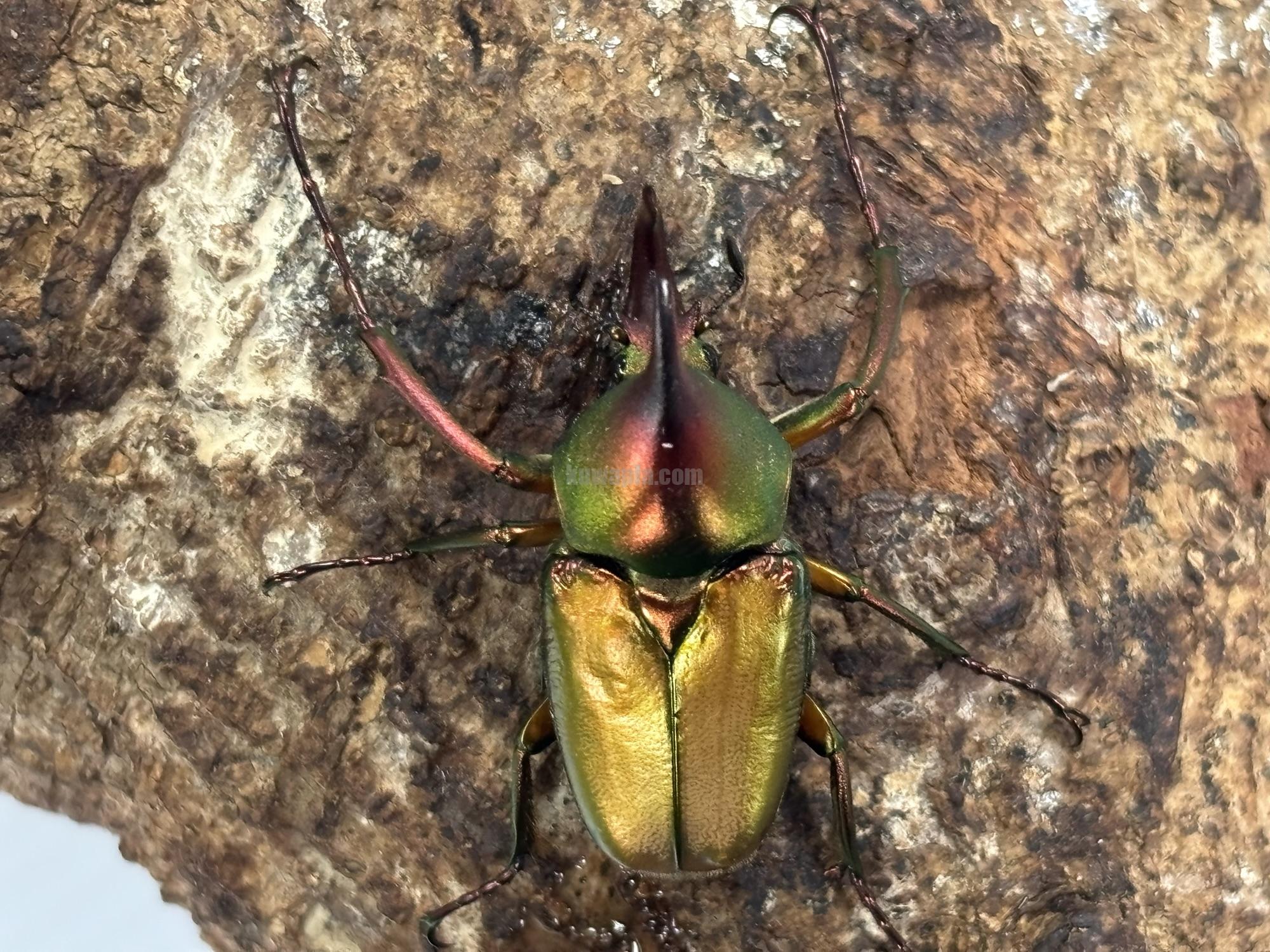 ロドリゲスカブトハナ0014-0032
