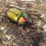 ロドリゲスカブトハナ0014-0032