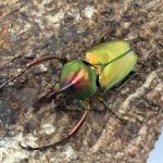 ロドリゲスカブトハナ0014-0032