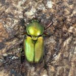 ロドリゲスカブトハナ0014-0032